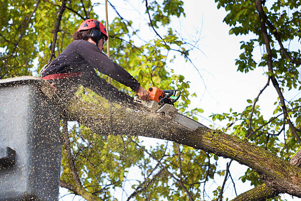  Justin, TX Tree Removal Services Pros